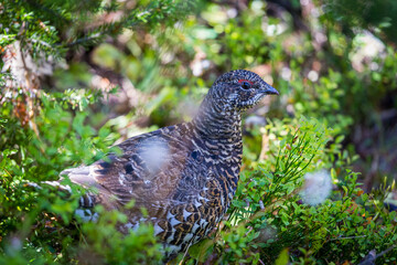 Ptarmigan bird in closeup in the green woods of Canada British Columbia