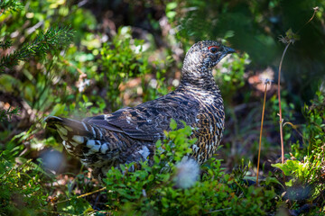 Ptarmigan bird in closeup in the green woods of Canada British Columbia