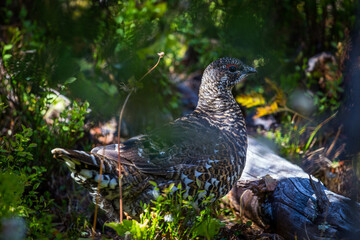 Ptarmigan bird in closeup in the green woods of Canada British Columbia