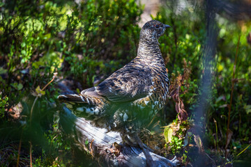 Ptarmigan bird in closeup in the green woods of Canada British Columbia