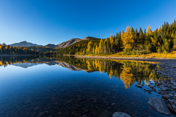 beautiful larch trees on the lake side and reflections in the water in fall, Assiniboine, Canada