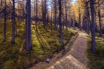 Path through larch forrest in autumn. Assiniboine, Canada