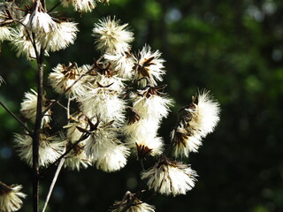 White, fluffy plant seeds on a dark background