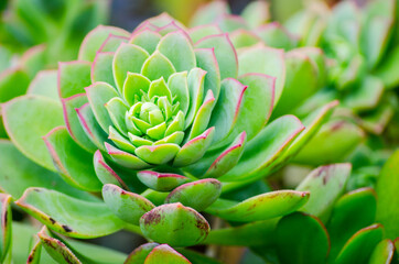 Close-up beautiful green-pink Kiwi Aeonium in a botanical garden.