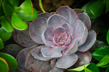 Close-up purple aeonium succulent at a botanical garden.