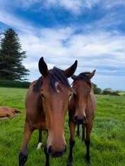 Two brown horse portraits standing on the green grass, Kiama, New South Wales, Australia