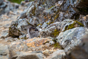Marmot on the rock