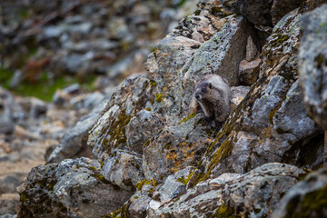 Marmot on the rock