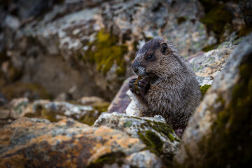 Marmot on the rock