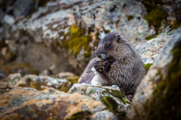 Marmot on the rock