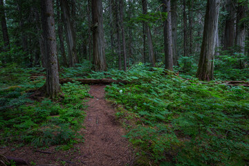 Giant Cedars at the Giant Cedars Boardwalk Trail, Mt. Revelstoke National Park