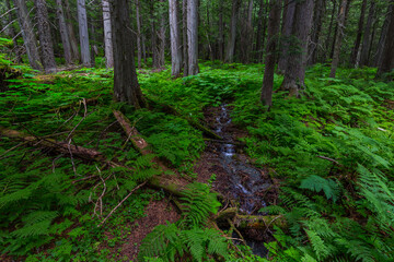 Giant Cedars at the Giant Cedars Boardwalk Trail, Mt. Revelstoke National Park