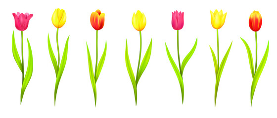 Set of tulips in different shades and colors, spring flowers for holiday cards for March 8, weddings and decorations. Tulips for International Women's Day, gifts. Isolated tulips on white background. 