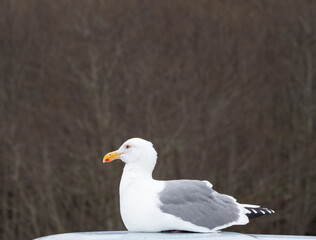 Close Up of a Herring Gull on the Oregon Coast
