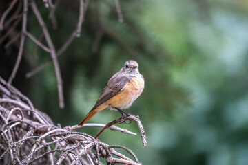 The common redstart female, Phoenicurus phoenicurus, is photographed in close-up sitting on a branch against a blurred background.