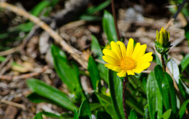 Single yellow Daisy Wildflowers in a spring season at a Botanical garden.