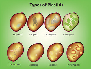 Biological illustration of plastids  