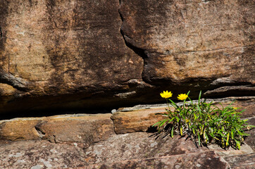 Small yellow Daisy Wildflowers growing on natural rock wall in a spring season at a Botanical garden.