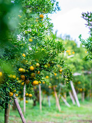 Ripe oranges hanging on orange trees, in orange orchards, vitamin C orange trees