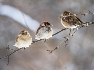 Three Sparrows sits on a branch without leaves.
