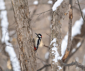 Little woodpecker sits on a tree trunk with snow in winter. The great spotted woodpecker, Dendrocopos major