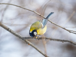 Cute bird Great tit, songbird sitting on a branch without leaves in the autumn or winter.