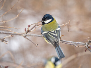 Cute bird Great tit, songbird sitting on a branch without leaves in the autumn or winter.