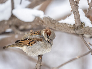 Sparrow sits on a branch without leaves.