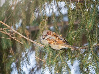 Sparrow sits on a fir branch in the sunset light.