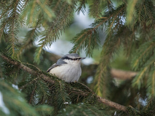 Eurasian nuthatch or wood nuthatch, lat. Sitta europaea, sitting on the fir branch in the forest