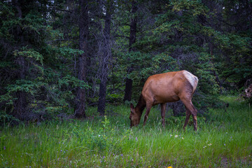 Elk Caribou female in Jasper National Park, AB - close up
