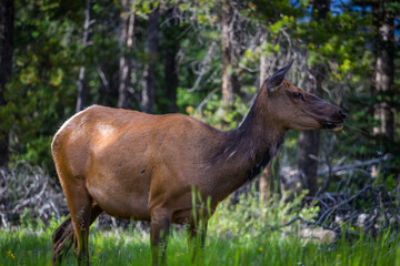 Elk Caribou female in Jasper National Park, AB - close up