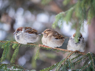 Three Sparrows sits on a fir branch in the autumn or winter