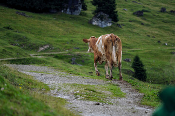 Fototapeta na wymiar Cows on Alpine Pasture