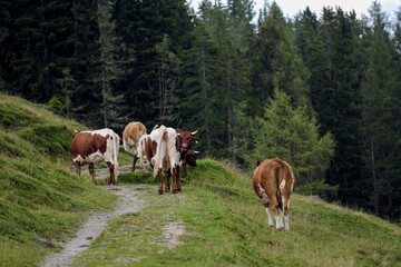 Obraz premium Cows on Alpine Pasture