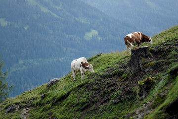 Cows on Alpine Pasture