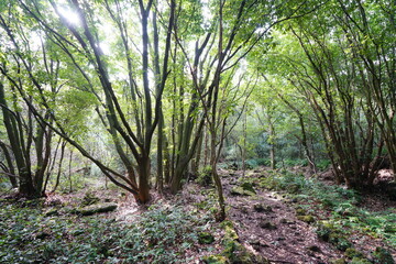a fascinating winter forest in the sunlight