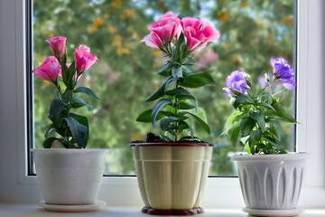 Beautiful flowers in pots stand on the window.