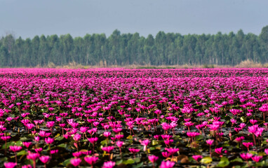Obraz premium Beautiful Nature of Many pink and red Lotus flowers in Big swamp like flowers of Landscapes on Backgrounds