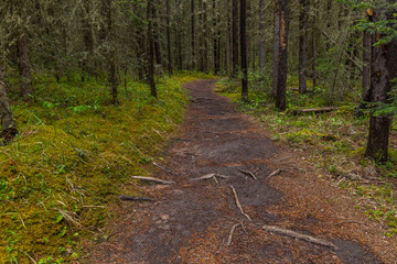 Path in a forrest