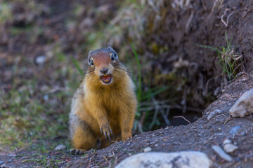 Ground squirrel found in Banff National Park.