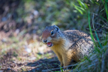 Naklejka na ściany i meble Ground squirrel found in Banff National Park.