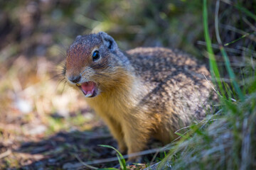 Naklejka na ściany i meble Ground squirrel found in Banff National Park.