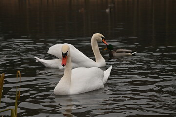 Fototapeta premium Autumn
