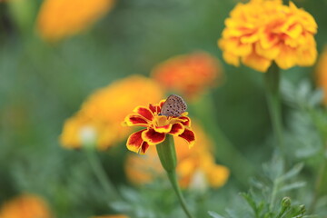 モンシロチョウ