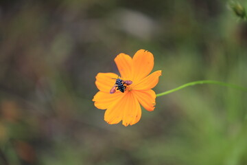 ルリモンハナバチ