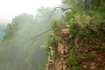 foggy morning in the forest