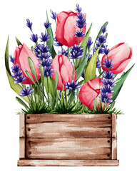 Box with pink tulips and lavender. Spring illustration of tender plants. Great for stickers, decor, postcards, and more