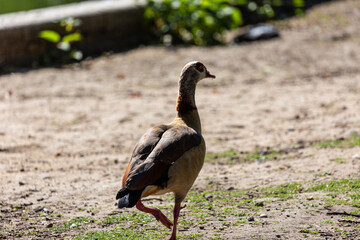 Egyptian goose walking in a park