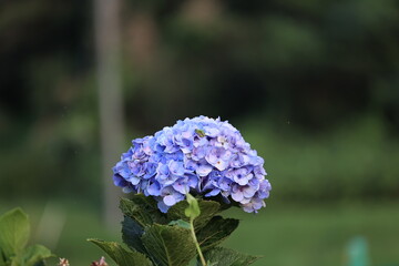 紫陽花